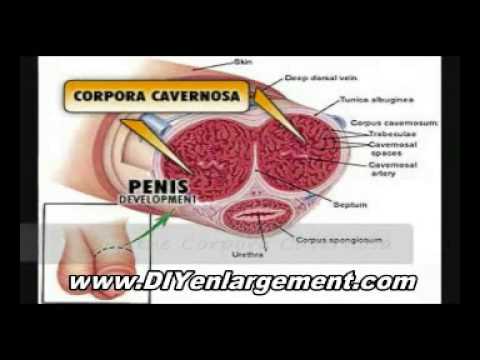 Male sexual performance? - Penis Enlargement