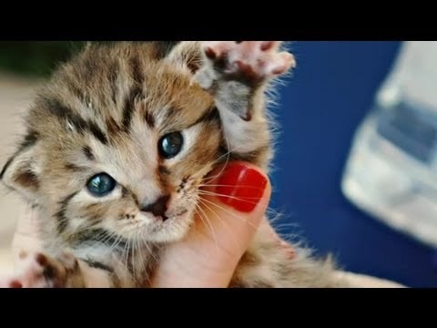 Lipoma In Kittens : Health Tips