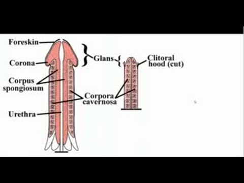 Enlargement Exercises Prolargent5x5 Extreme