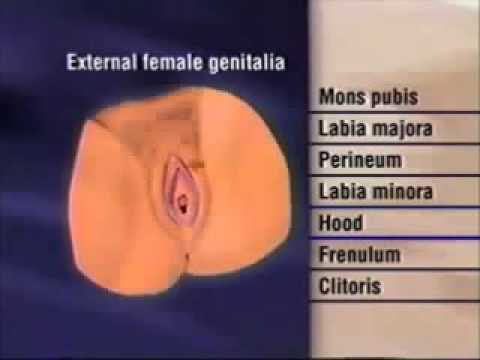 Vagina examination  at hospital from best nurse  Body Health)