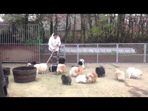 Pomeranians playing chase