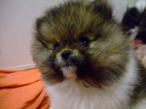Starsky & Hutch @ 7 weeks old Pomeranian puppies playing