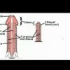 Enlargement Exercises Prolargent5x5 Extreme