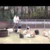 Pomeranians playing chase