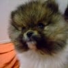 Starsky &amp; Hutch @ 7 weeks old Pomeranian puppies playing